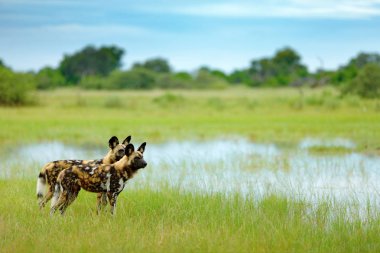 African wild dogs, Lycaon pictus), walking in the water on the road. Hunting painted dog with big ears, beautiful wild anilm in habitat. Wildlife nature, Moremi,  Botswana, Africa. Animal, green grass. clipart