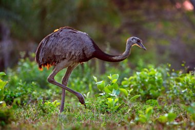 Kabarık Tüy, doğa ortamında hayvan akşam güneşi, Pantanal, Brezilya ile daha büyük Rhea, Rhea americana, minik kuş. Çim çayır Rhea'da. Brezilya yaban hayatı sahne. Uzun boyunlu kuş. 