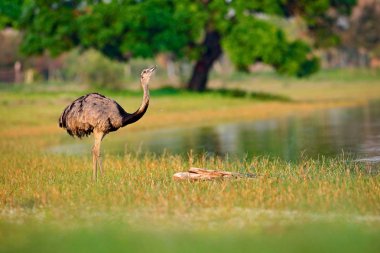 Kabarık Tüy, doğa ortamında hayvan akşam güneşi, Pantanal, Brezilya ile daha büyük Rhea, Rhea americana, minik kuş. Çim çayır Rhea'da. Brezilya yaban hayatı sahne. Uzun boyunlu kuş. 