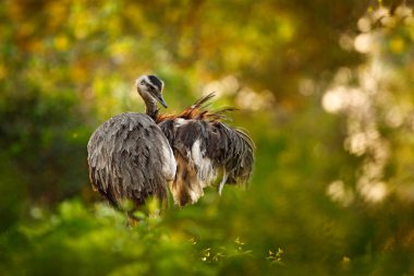 Kabarık Tüy, doğa ortamında hayvan akşam güneşi, Pantanal, Brezilya ile daha büyük Rhea, Rhea americana, minik kuş. Çim çayır Rhea'da. Brezilya yaban hayatı sahne. Uzun boyunlu kuş. 