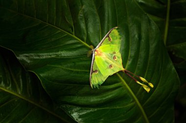 Actias luna, luna güve, güzel sarı yeşil kelebek Florida, ABD. Büyük renkli böcek doğa bitki örtüsü, bırak oturan kelebek.
