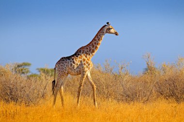 Zürafa bush orman, akşam ışığı, günbatımı. Mavi gökyüzü, Botswana, Afrika akşam ile pastoral zürafa siluet. Yaban hayatı sahne doğadan.