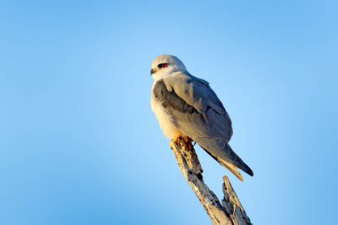 Kara kanatlı çaylak, Elanus caeruleus, mavi gökyüzü ile şube oturup..... .çeşitli avcı kuşlar. Yaban hayatı sahne Afrika doğadan. Kırmızı göz uçurtma ortamlarında, Chobe, Botsvana.