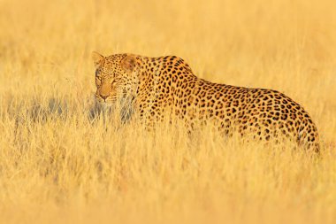 Leopar, Panthera pardus shortidgei, güzel sarı çim gizli portre. Hwange Np, Zimbabwe Doğa ortamlarında büyük vahşi kedi. Yaban hayatı sahne formu Frica doğa. Benekli kedi madow üzerinde.