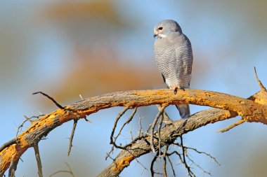 Kertenkele şahin, Kaupifalco monogrammicus, mavi gökyüzü ile şube oturup..... .çeşitli avcı kuşlar. Yaban hayatı sahne Afrika doğadan. Kırmızı göz uçurtma ortamlarında, Chobe, Botsvana.