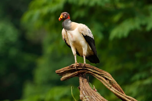 Koningsgier Costa Rica Grote Vogel Gevonden Zuid Amerika Wilde Dieren — Stockfoto