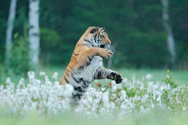 Siberian tiger in nature forest habitat, foggy morning. Amur tiger hunting in green grass. Dangerous animal, taiga, Russia. Big cat sitting in environment.