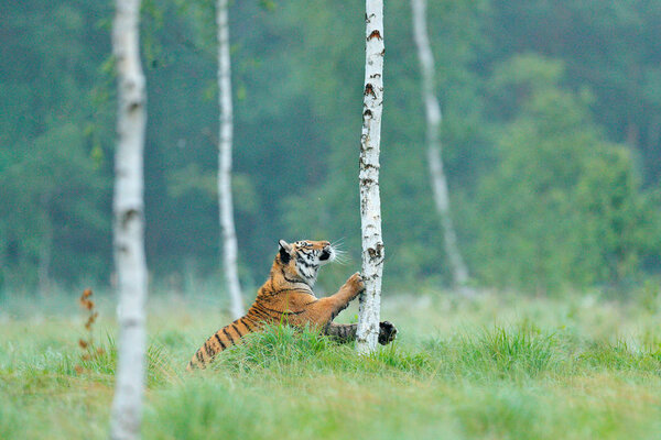 Siberian tiger in nature forest habitat, foggy morning. Amur tiger playing with larch tree in green grass. Dangerous animal, taiga, Russia. Big cat in environment. 