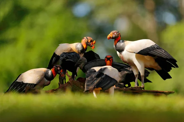 Grupo Buitre Rey Costa Rica Aves Grandes Que Encuentran América — Foto de Stock