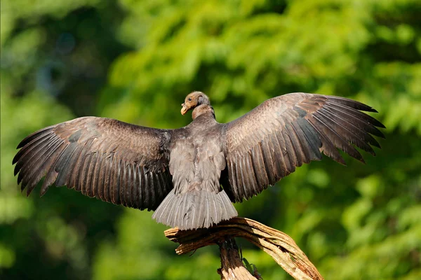 King Vulture Costa Rica Large Bird Found South America Wildlife — Stock Photo, Image