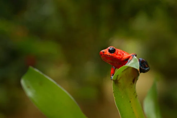 Φράουλα Κόκκινο Βέλος Δηλητήριο Βάτραχος Dendrobates Pumilio Στον Βιότοπο Φύση — Φωτογραφία Αρχείου