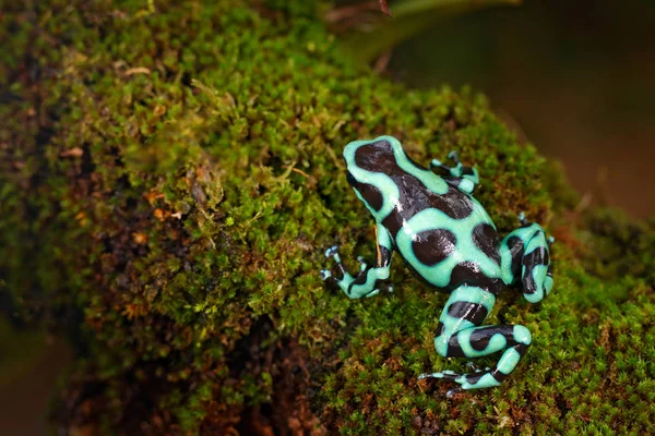 Giftfrosch Aus Amazonas Tropenwald Costa Rica Grüne Amphibie Dendrobates Auratus — Stockfoto