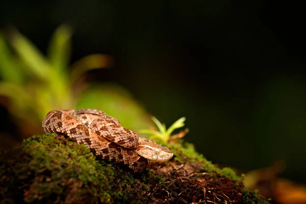 Fer Lance Nell Habitat Naturale Comune Lancehead Bothrops Atrox Nella — Foto Stock