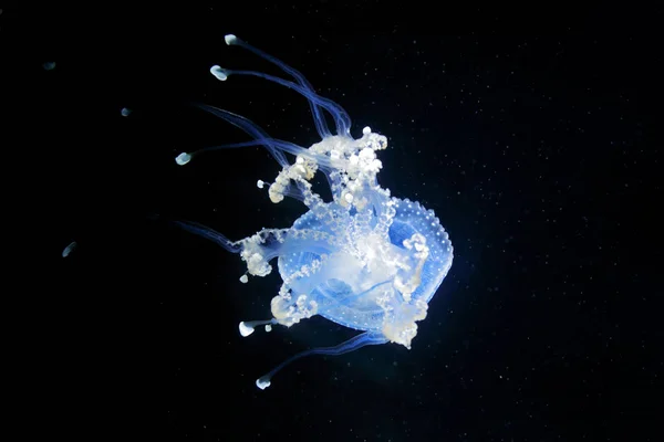 Phyllorhiza Аорту Австралійський Плямистий Медуза Темних Моря Води Білий Синій — стокове фото