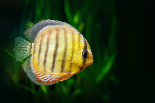 Symphysodon Aequifasciatus Modrý Discus Ryba Vodě Ryby Přírodě Řeky Stanoviště — Stock fotografie
