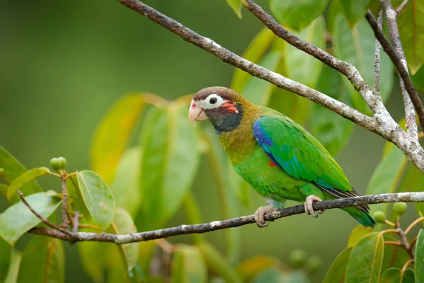 Detail Close Portrait Bird Central America Wildlife Scene Tropical Nature — Stock Photo, Image