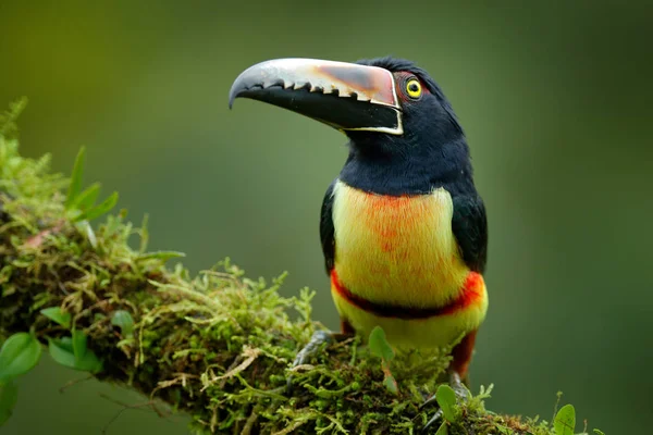 Aracari Collier Toucan Pteroglossus Torquatus Oiseau Gros Bec Toucan Assis — Photo