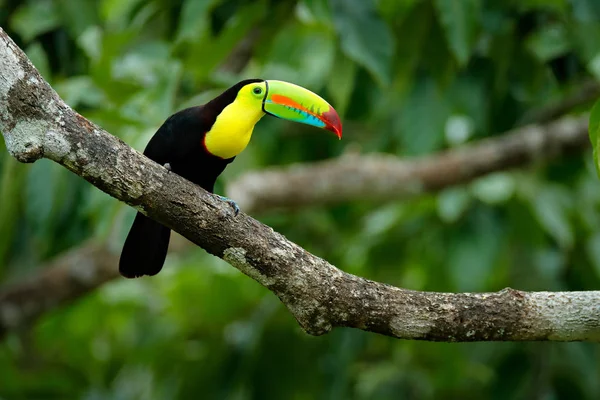 Tukan Siedzący Gałęzi Roślinność Lasu Zielony Panama Natura Podróż Ameryce — Zdjęcie stockowe