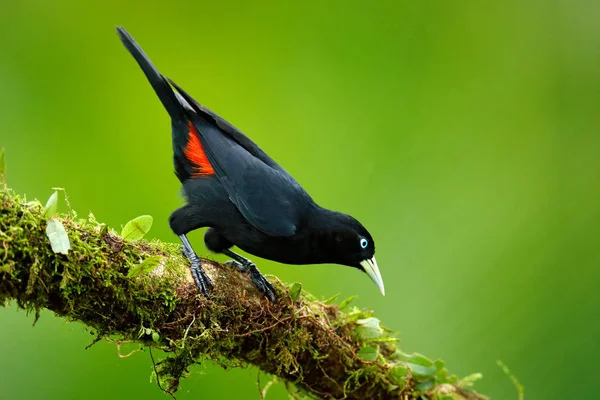 Scarlet Pstra Kacyk Cacicus Uropygialis Portret Ptaków Egzotycznych Costa Rica — Zdjęcie stockowe