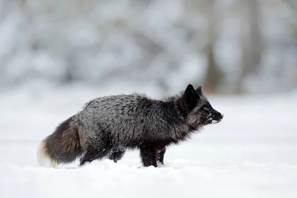 黒シルバー フォックス まれな形態 白い雪の中で黒い動物は 素敵なかわいい哺乳類で冬景色 — ストック写真