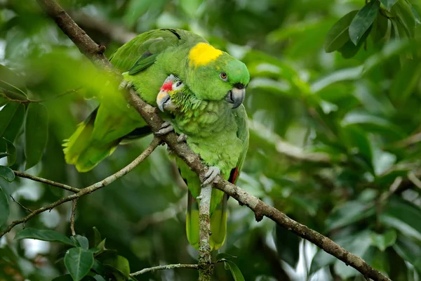 Love, two different species. Red-lored Parrot, Amazona autumnalis, portrait of light green parrot with red head, Costa Rica. Wildlife scene from tropical nature.