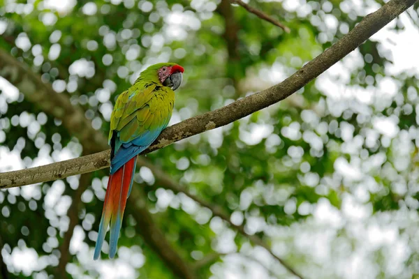 Green parrot Great-Green Macaw, Ara ambigua on pal tree. Wild rare bird in the nature habitat, sitting on the branch in Costa Rica. Wildlife scene, feeding.