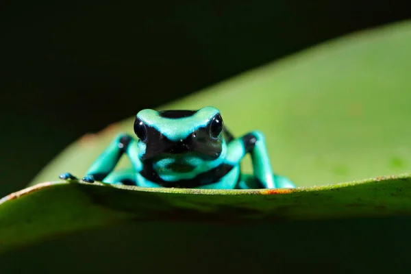 Green Black Poison Dart Frog Dendrobates Auratus Nature Habitat Beautiful — Stock Photo, Image