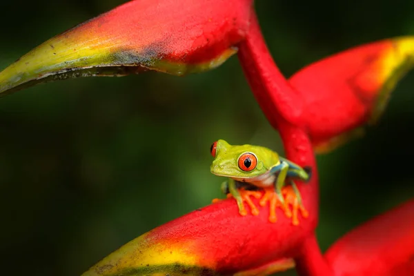 美しい赤い花赤い目の珍しいカエル コスタリカの野生生物 — ストック写真