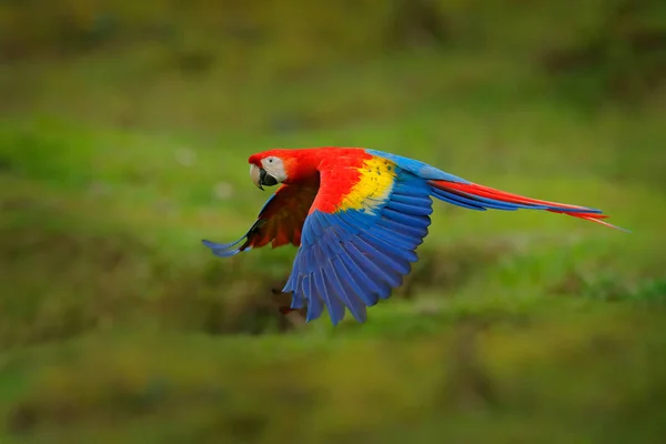 Красный Попугай Лесу Ара Попугай Летит Темно Зеленой Растительности Скарлет — стоковое фото