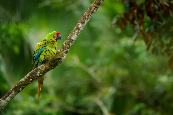 緑オウムの偉大な緑コンゴウインコ ツリーに Ara フィッシェレラ パナマの枝の上に座って 自然の生息地で野生の希少な鳥 熱帯林における野生動物シーン — ストック写真