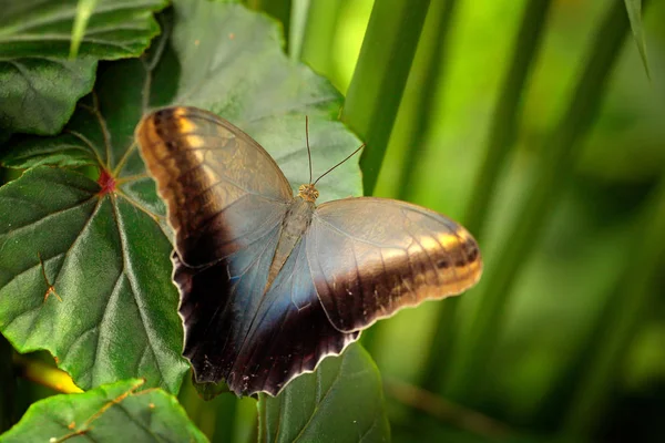 美丽的蝴蝶蓝色形态 Peleides 有黑森林 绿色植被 哥斯达黎加 热带森林中的绿叶昆虫 — 图库照片