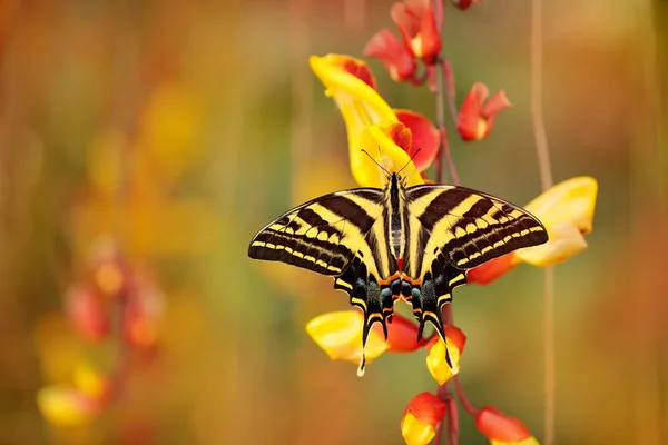 Mariposa Sentada Sobre Flor Roja Amarilla Mariposa Papilio Pilumnus Hábitat — Foto de Stock