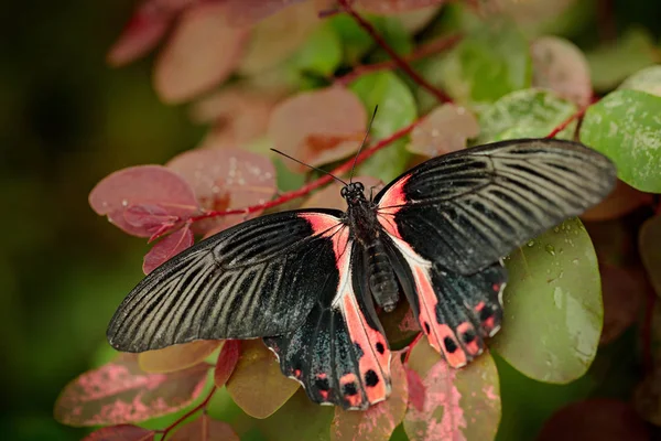 Papilio Rumanzovia Hermosa Mariposa Rosa Negra Mormón Escarlata Insecto Grande — Foto de Stock
