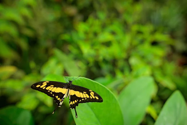 Insectos Vegetación Verde Del Bosque Cola Golondrina Gigante Papilio Thoas — Foto de Stock