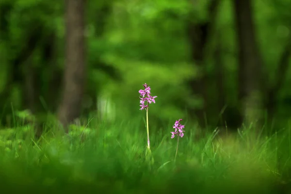 Orchis Mascula Tidig Lila Orkidé Blommande Europeiska Terrestra Vild Blomma — Stockfoto