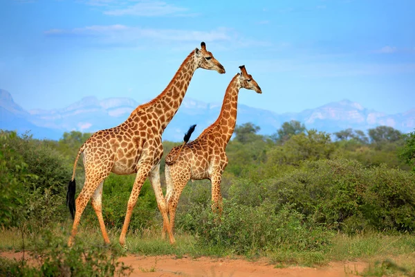 キリンが 頭の近く森林 ドラケンスバーグ山脈を背景に 大きな動物と緑豊かな植生です 自然から野生動物のシーン 夜の光ツクドゥ 南アフリカ共和国 — ストック写真