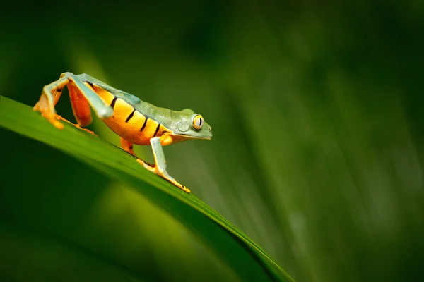 Goldaugen Laubfrosch Cruziohyla Calcarifer Grüngelber Frosch Der Auf Den Blättern — Stockfoto