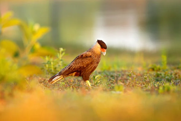 南部的 Caracara 在潘塔纳尔的背景下 在草丛中漫步 Caracara Plancus 鸟的肖像 Caracara 在绿色植被中 来自巴西的野生动物现场 — 图库照片