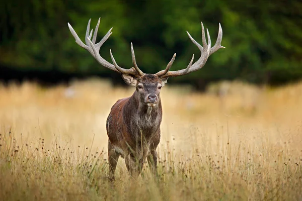 秋の森の外に赤い鹿のスタッグ 雄大な強力な大人の動物 デンマークの自然林に生息する大型動物 野生生物の姿自然 — ストック写真