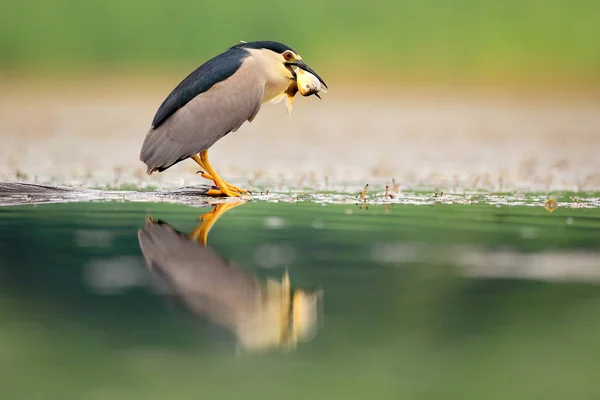 Garça Noite Pássaro Água Cinza Com Peixes Conta Animal Água — Fotografia de Stock