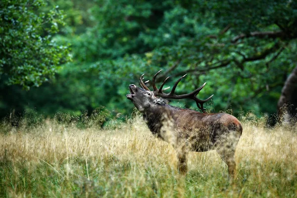 Cervo Rosso Cervo Maestoso Animale Adulto Potente Fuori Foresta Autunnale — Foto Stock