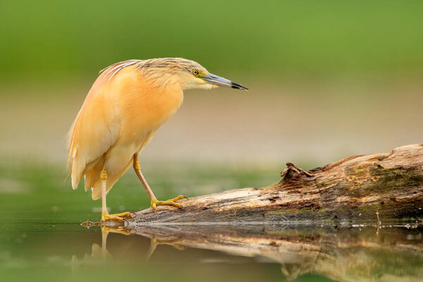 Squacco Heron, Ardeola ralloides, yellow water bird in the nature, water green grass in the background, Hungary.