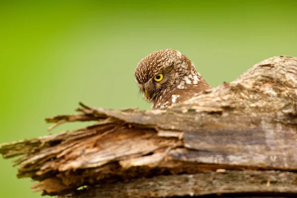 Pójdźka Athene Noctua Ptaków Siedlisk Natura Jasne Zielone Tło Ptak — Zdjęcie stockowe