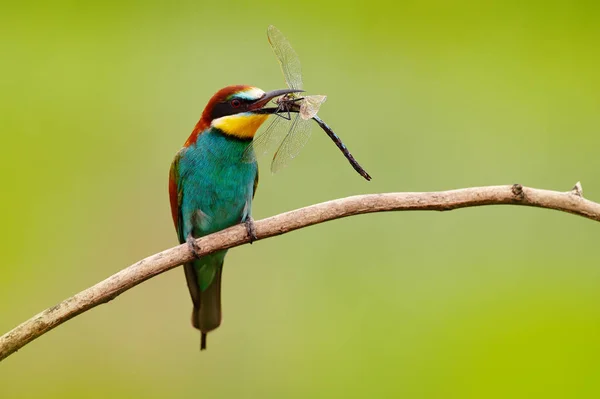 European Bee Eater Merops Apiaster Beautiful Bird Sitting Branch Dragonfly — Stock Photo, Image