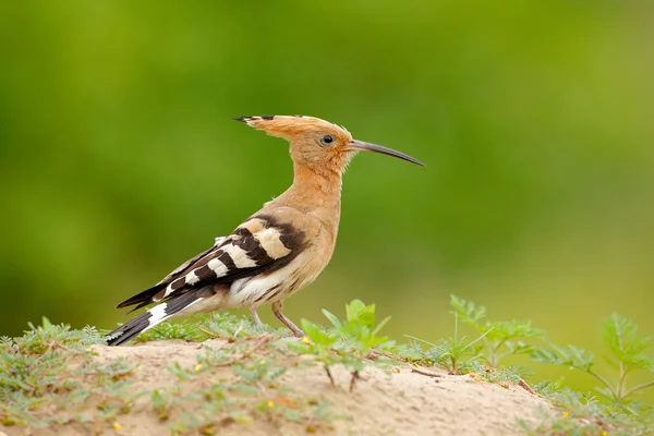 Härfågeln Upupa Epops Fina Orange Fågel Med Crest Sittande Sand — Stockfoto