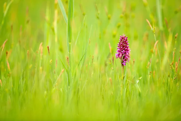 Storbladig Marsh Orkidé Dactylorhiza Majalis Blommande Europeiska Terrestra Wild Orchid — Stockfoto