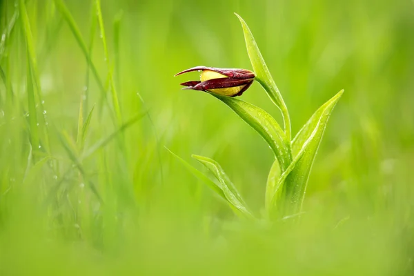 Lady Slipper Orchid Cypripedium Calceolus Orquídea Selvagem Terrestre Europeia Florescente — Fotografia de Stock