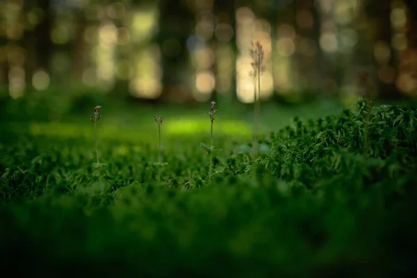 Listera 较小的 Twayblade 红色开花欧洲陆地野生兰花在自然生境与绿色背景 舒马瓦山 捷克共和国 森林栖息地的黑森林中的小稀有植物 — 图库照片