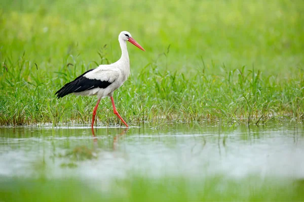 Vit Stork Ciconia Ciconia Sjön Våren Stork Grönt Gräs Wildlife — Stockfoto