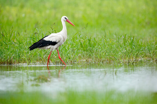 White stork, Ciconia ciconia, on the lake in spring. Stork in green grass. Wildlife scene from the nature. Beautiful bird in the water meadow.